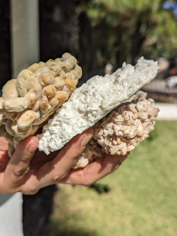 Variedades de Koji